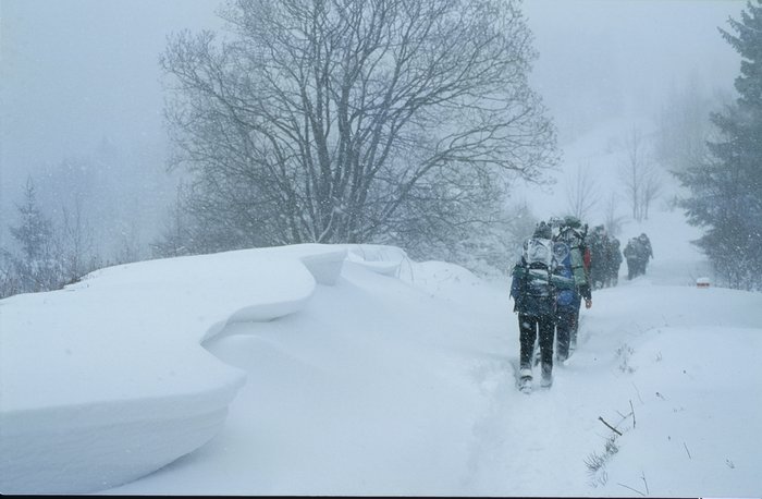 005 2001 Robinsonada Persea